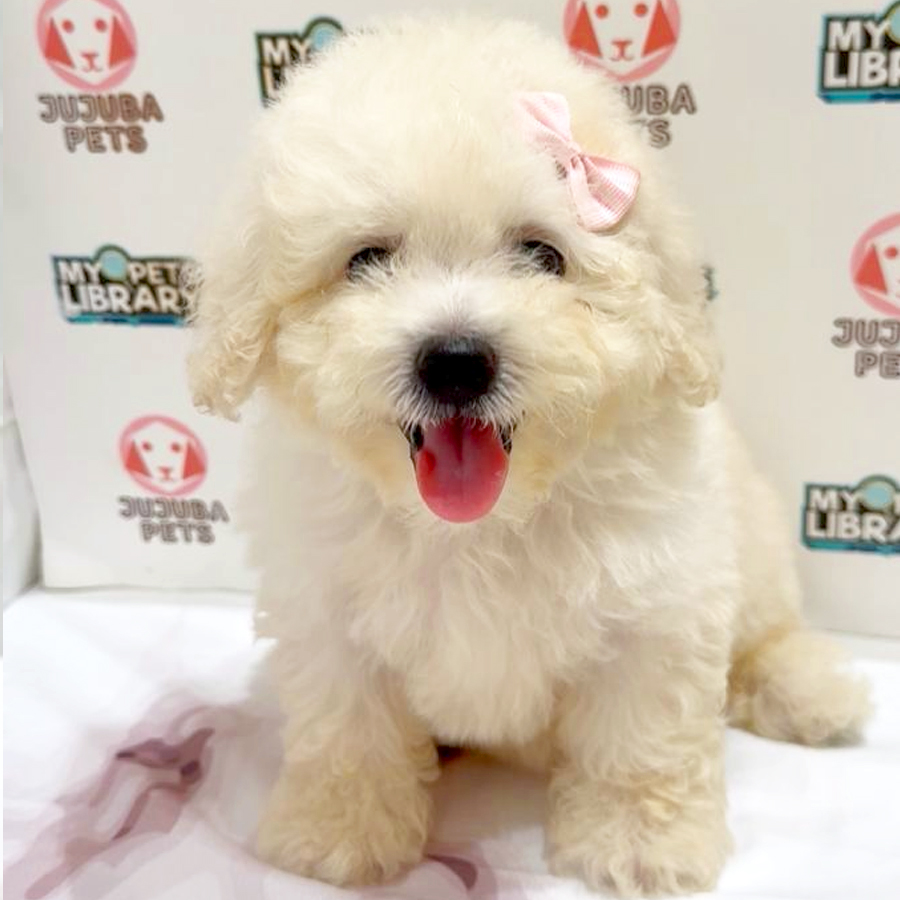 Toy Poodle Puppy