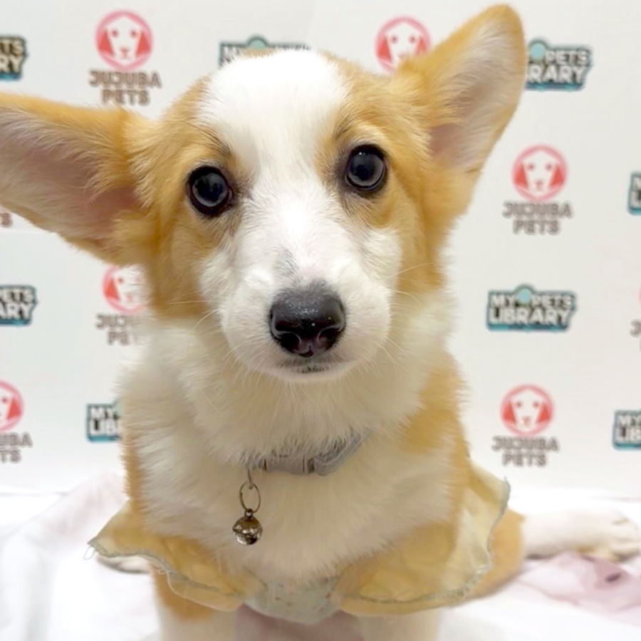 Welsh Corgi Puppy