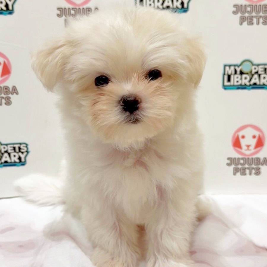 Maltipom Puppy