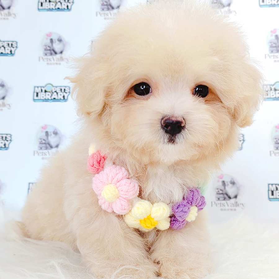 Maltipoo Puppy