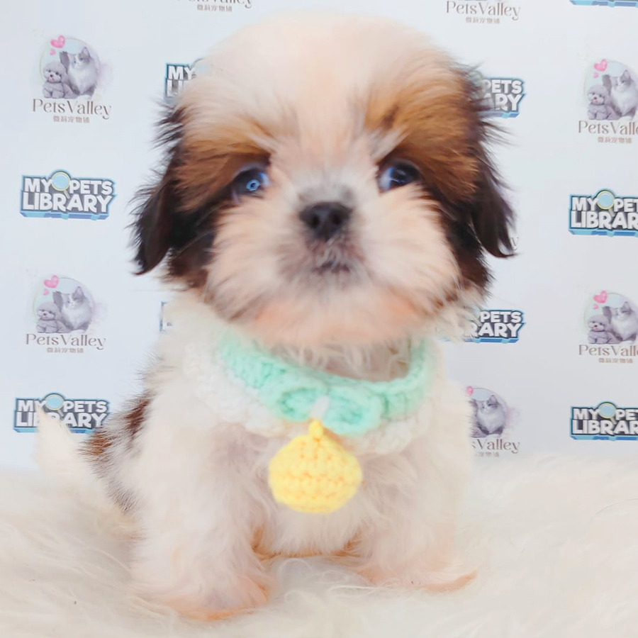 Shih Tzu Puppy