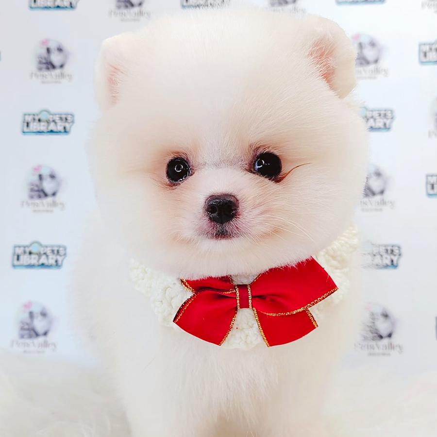 Pomeranian Puppy