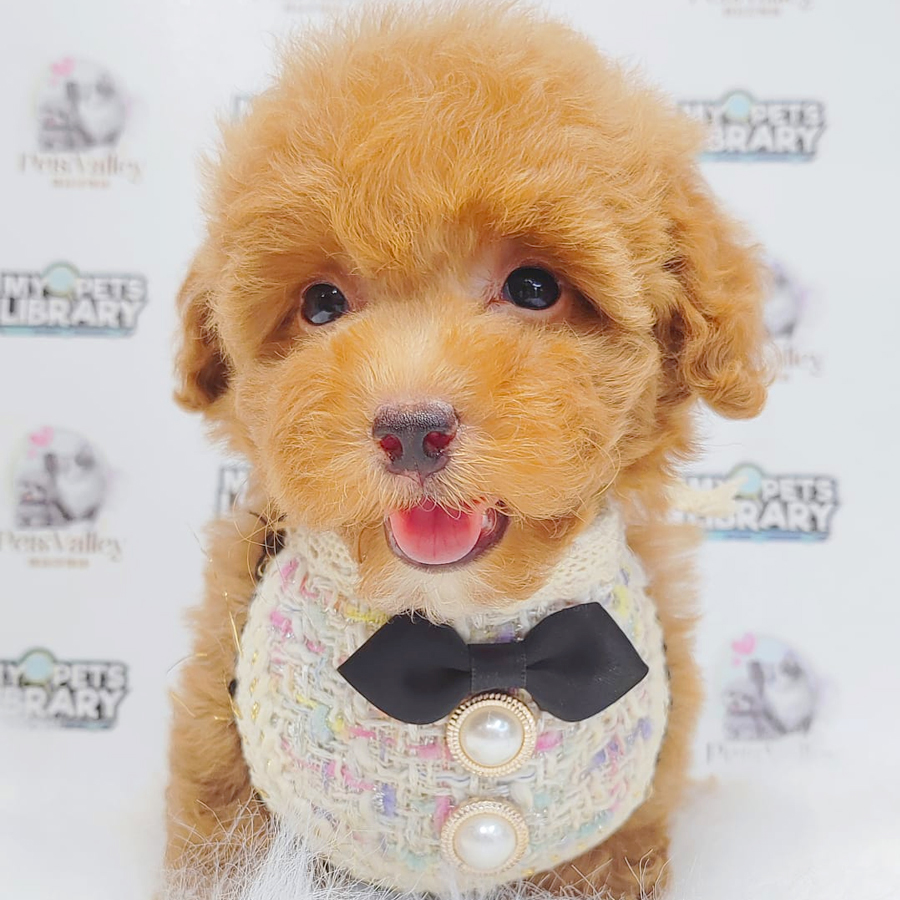 Toy Poodle Puppy