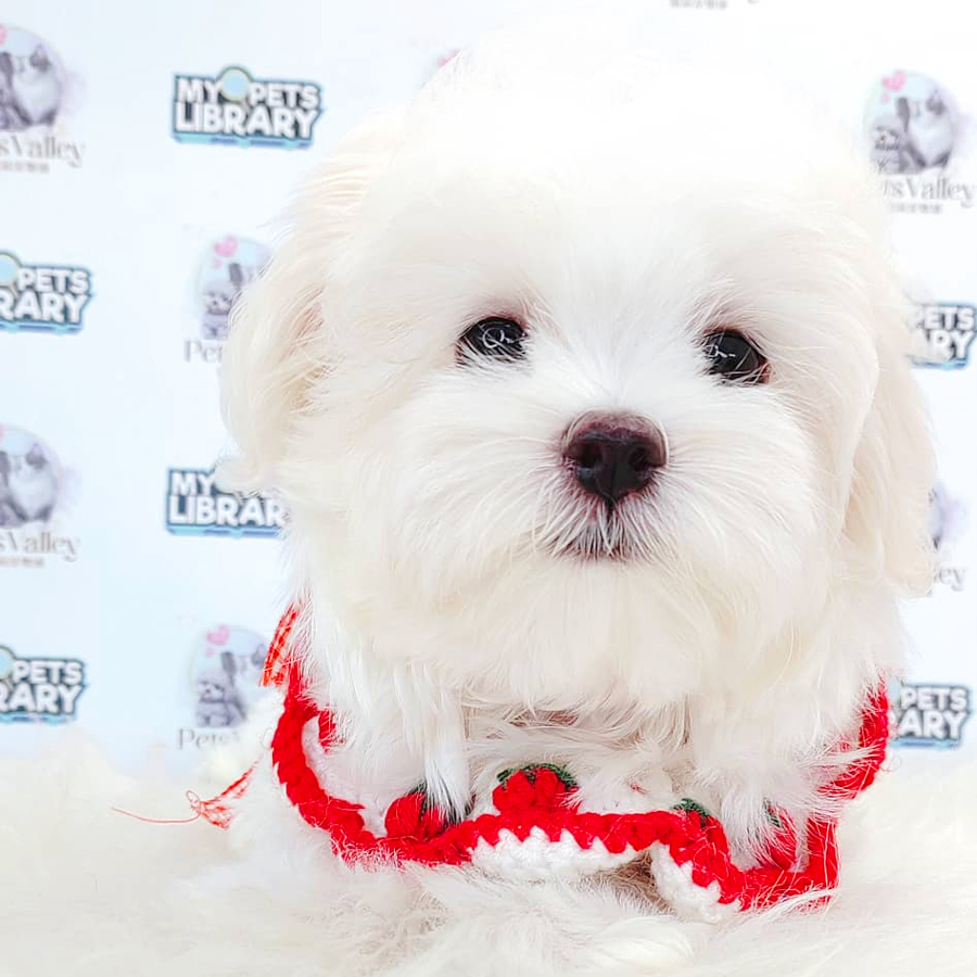 Maltese Puppy
