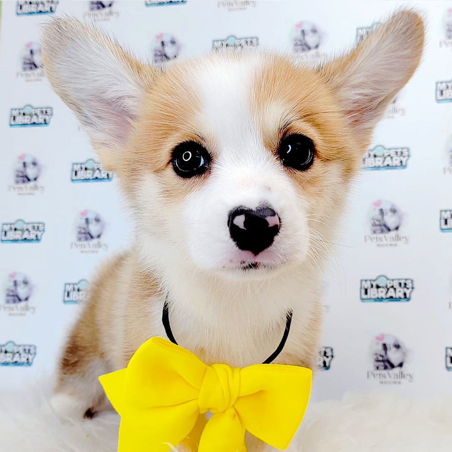 Welsh Corgi Puppy
