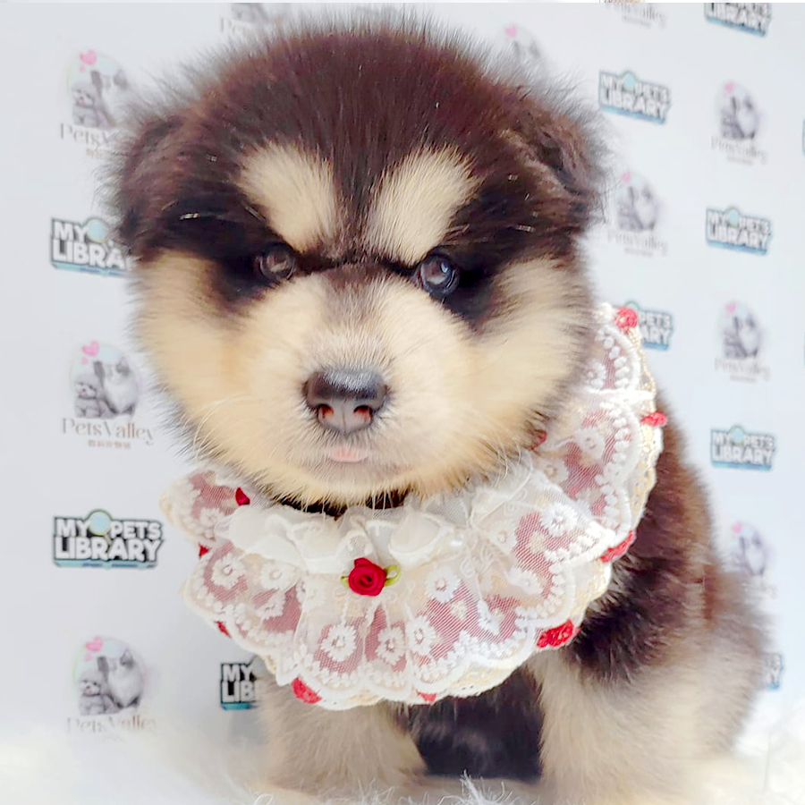 Alaskan Malamute Puppy
