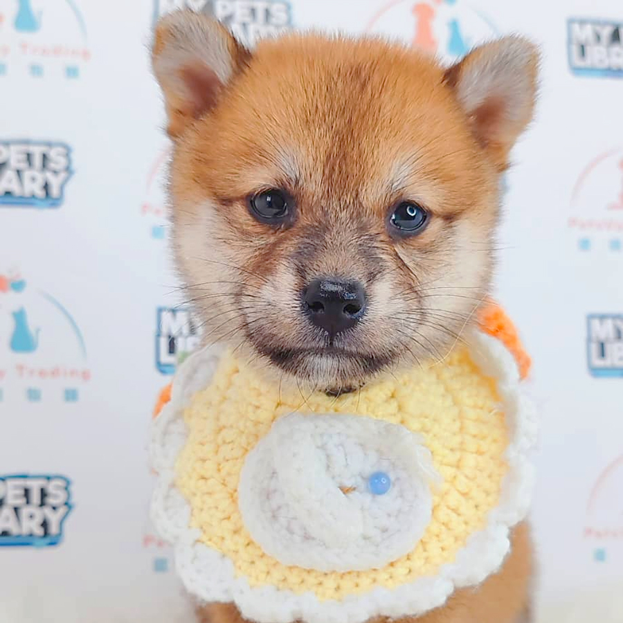 Mame Shiba Inu Puppy