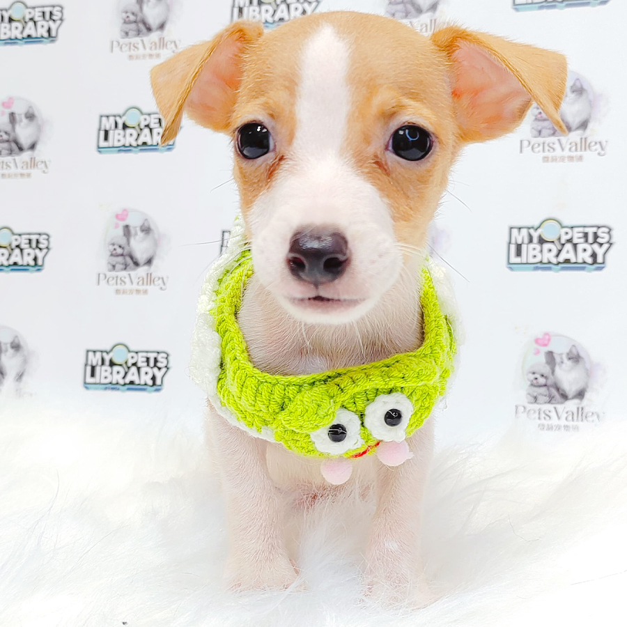 Jack Russell Puppy