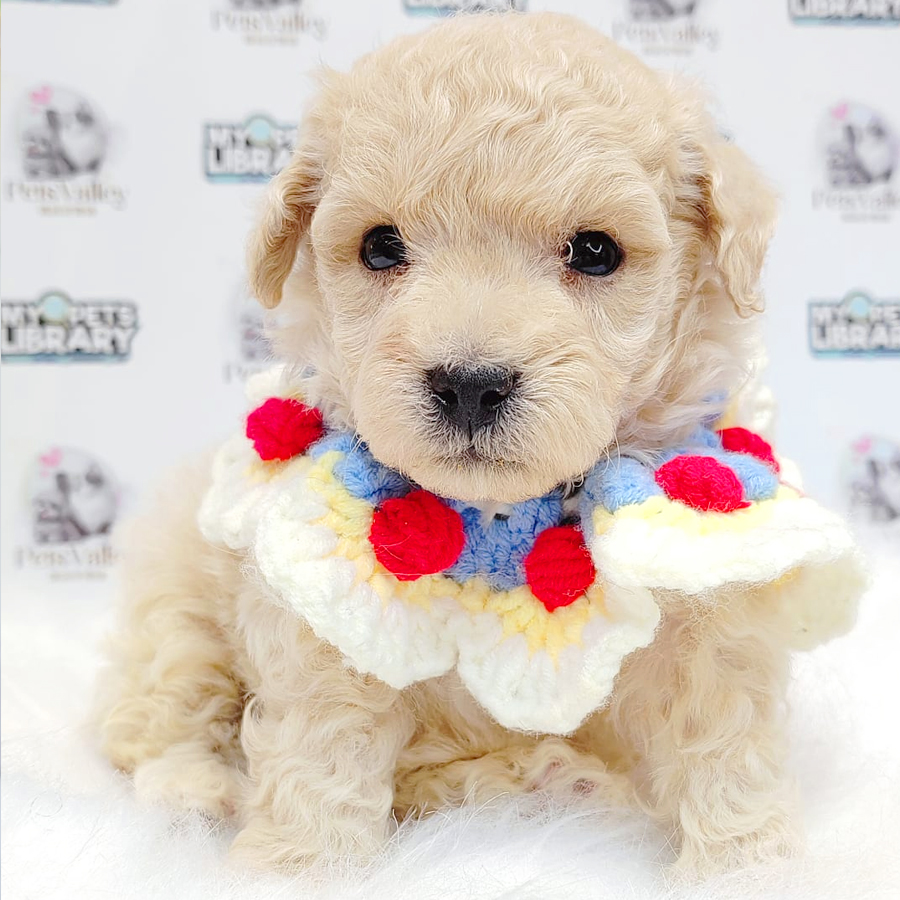 Maltipoo Puppy