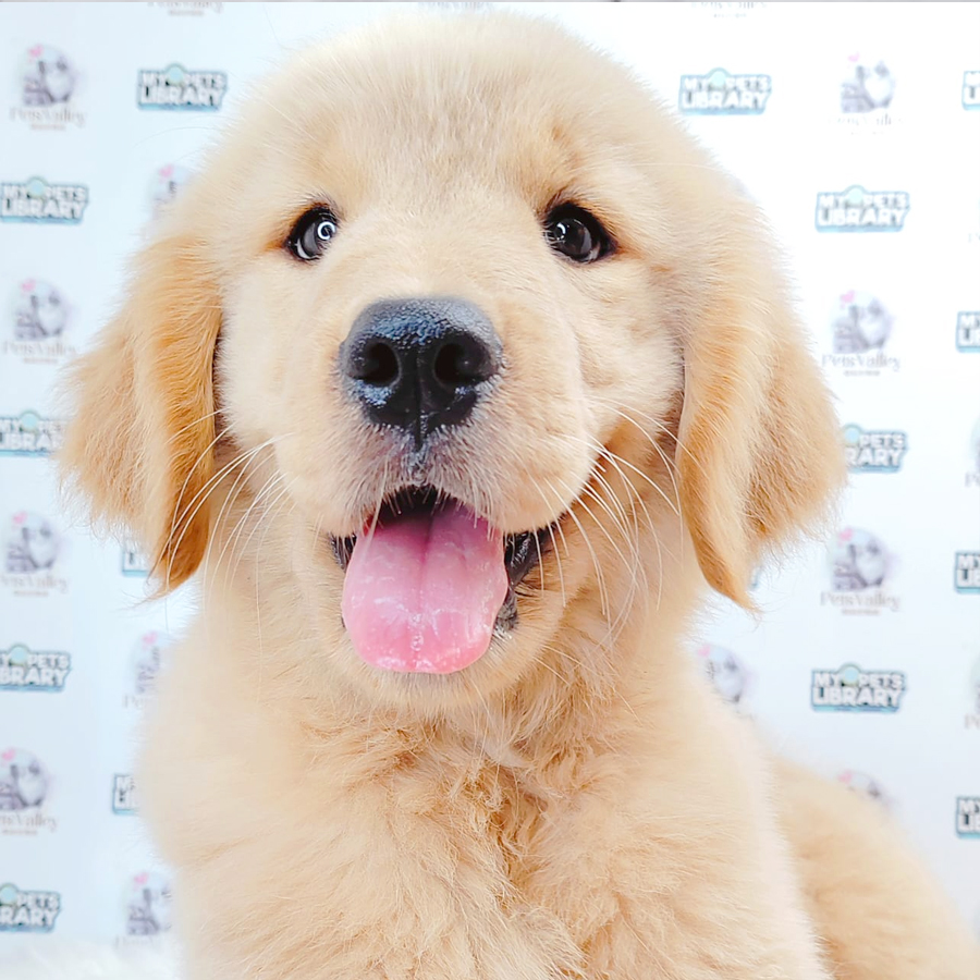 Golden Retriever Puppy