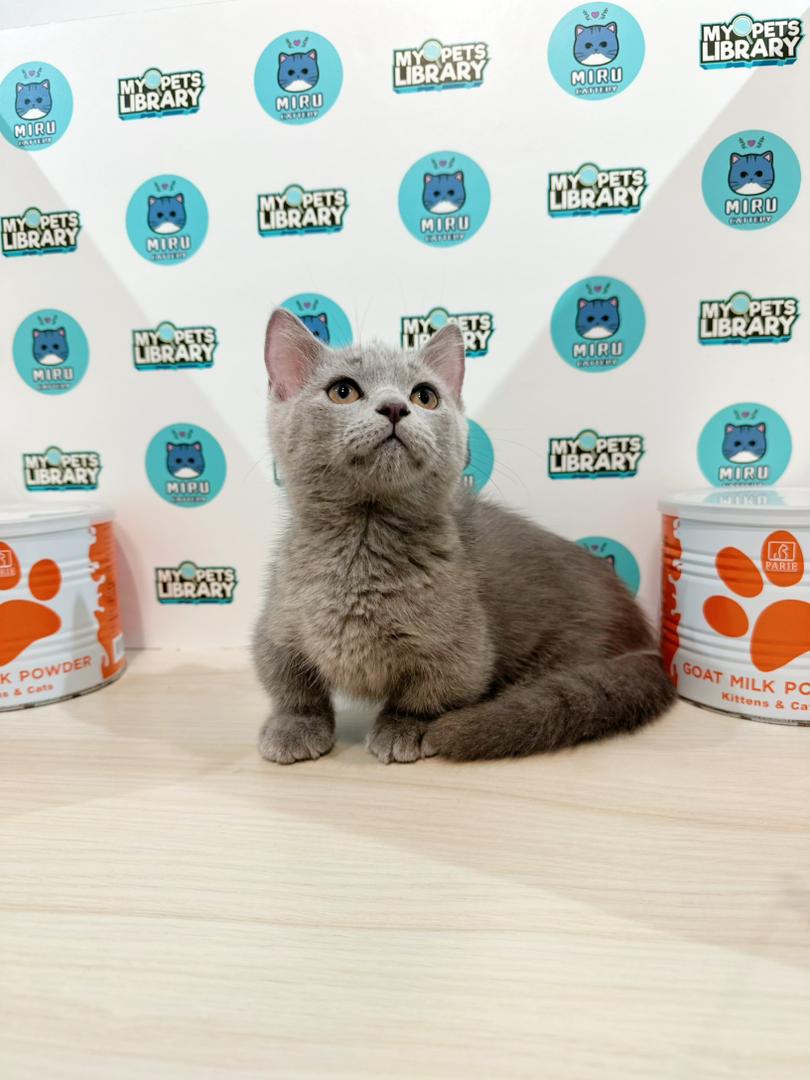 Short Leg Munchkin British Shorthair Kitten
