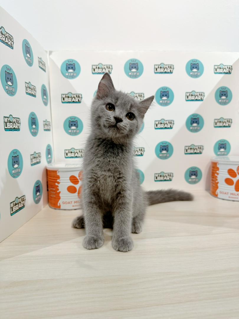 British Shorthair Kitten