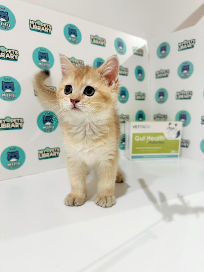 British Shorthair Kitten