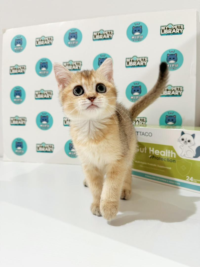 British Shorthair Kitten