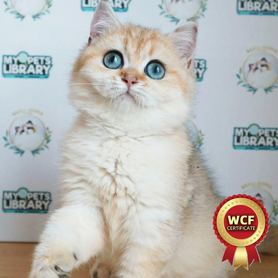 WCF British Shorthair Kitten