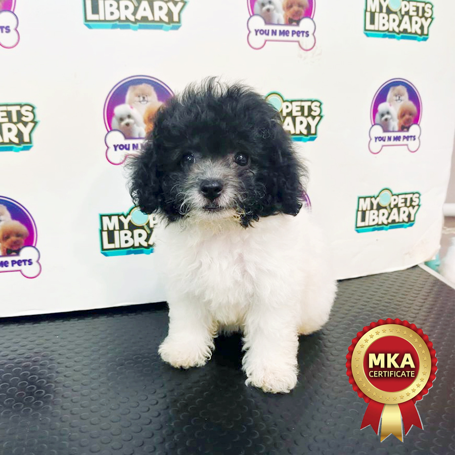 MKA Toy Poodle Puppy
