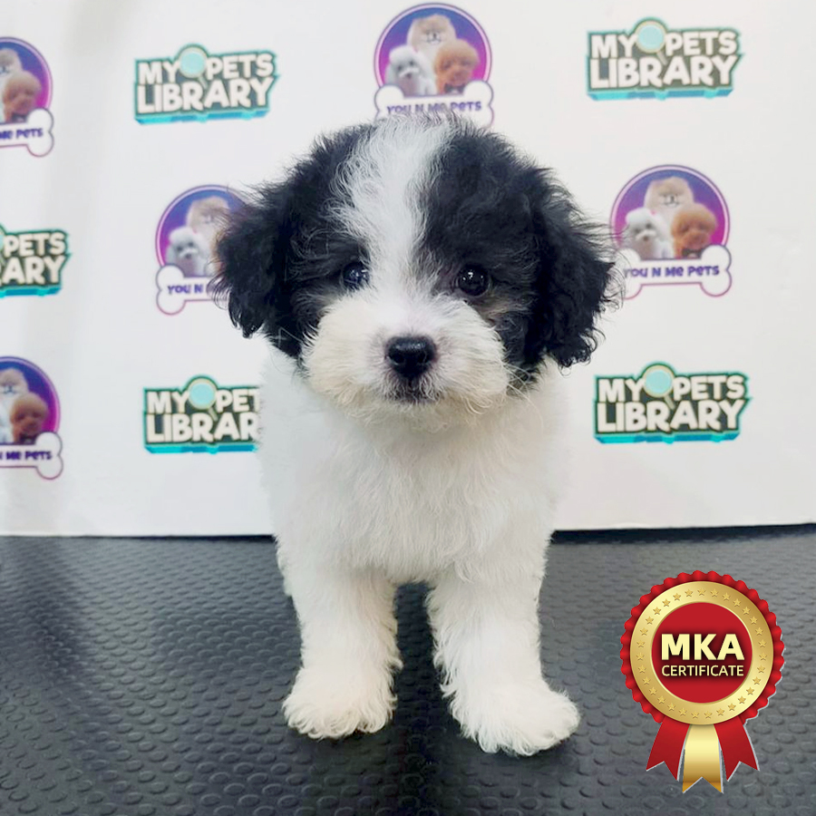 MKA Toy Poodle Puppy