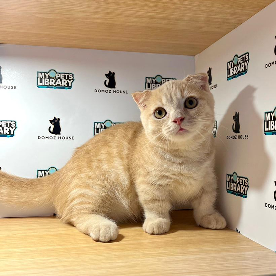 Munchkin Klit Kitten