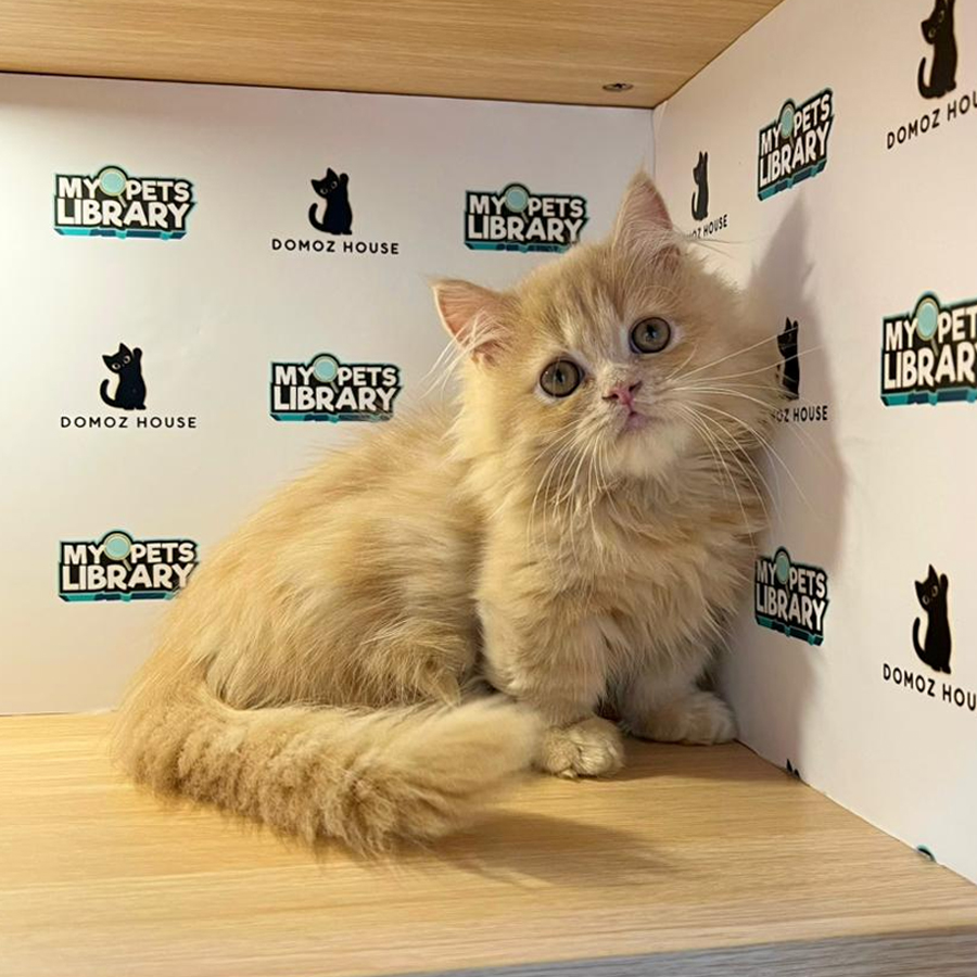 Minuet Napoleon Kitten