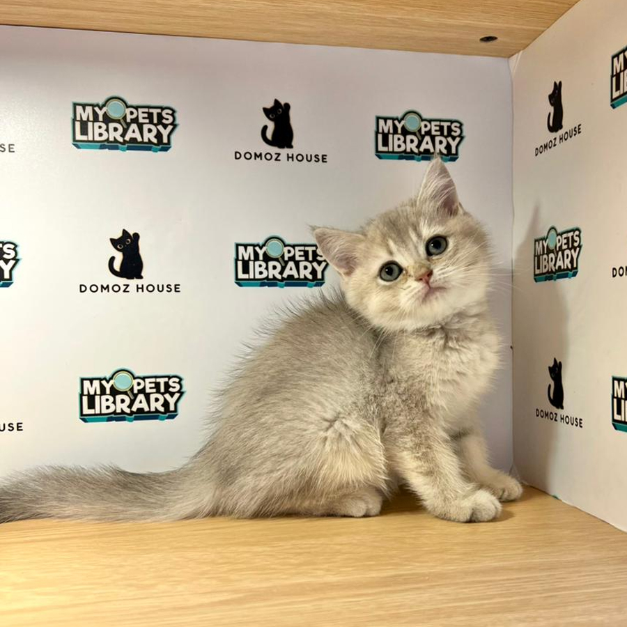 British Shorthair Kitten