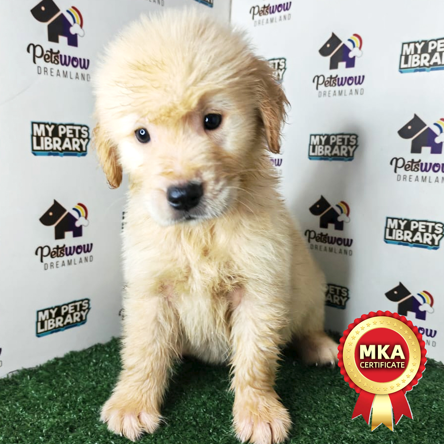 Golden Retriever Puppy