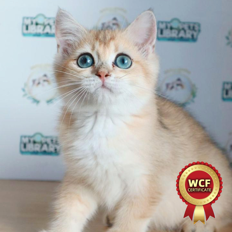 WCF British Shorthair Kitten