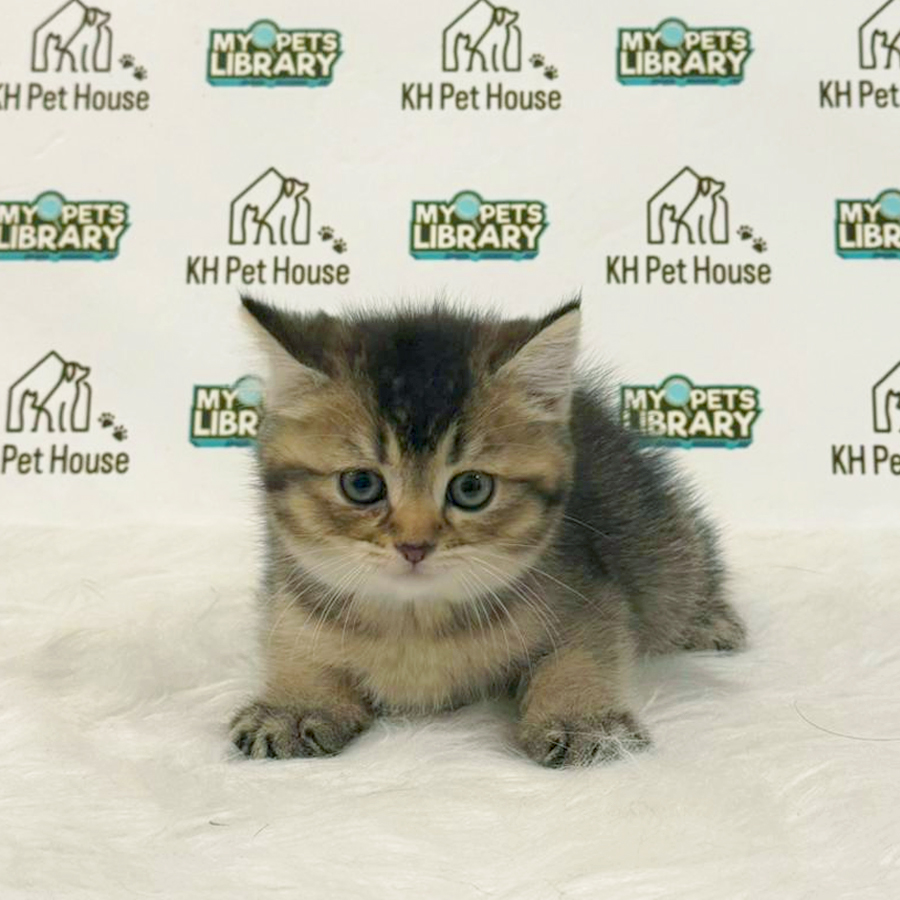 British Shorthair Kitten