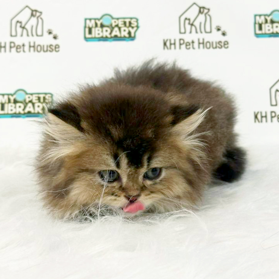 British Longhair Kitten