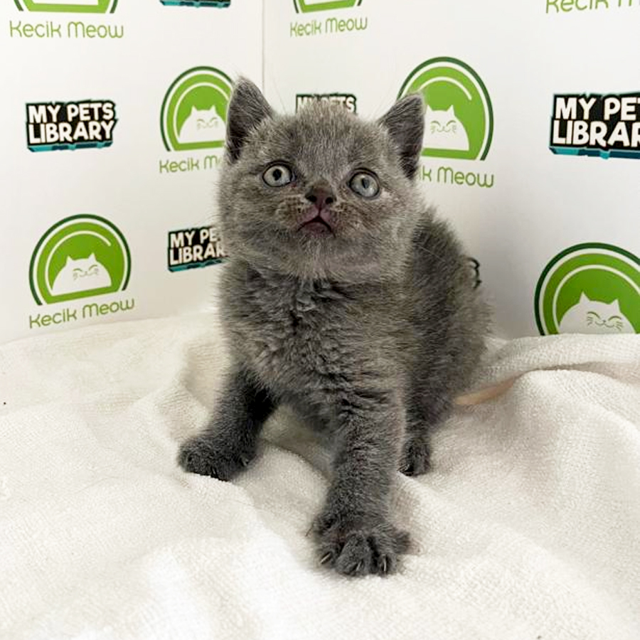 British Shorthair Kitten