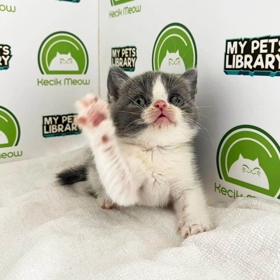 British Shorthair Kitten