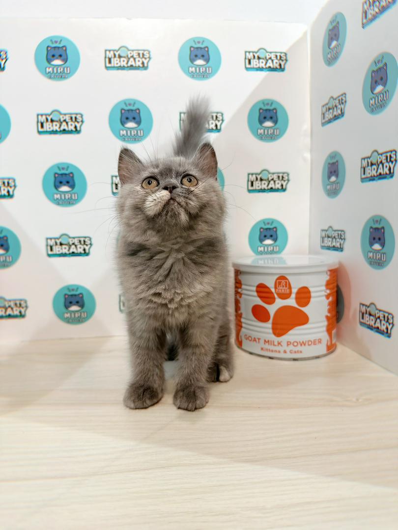 British Shorthair Kitten