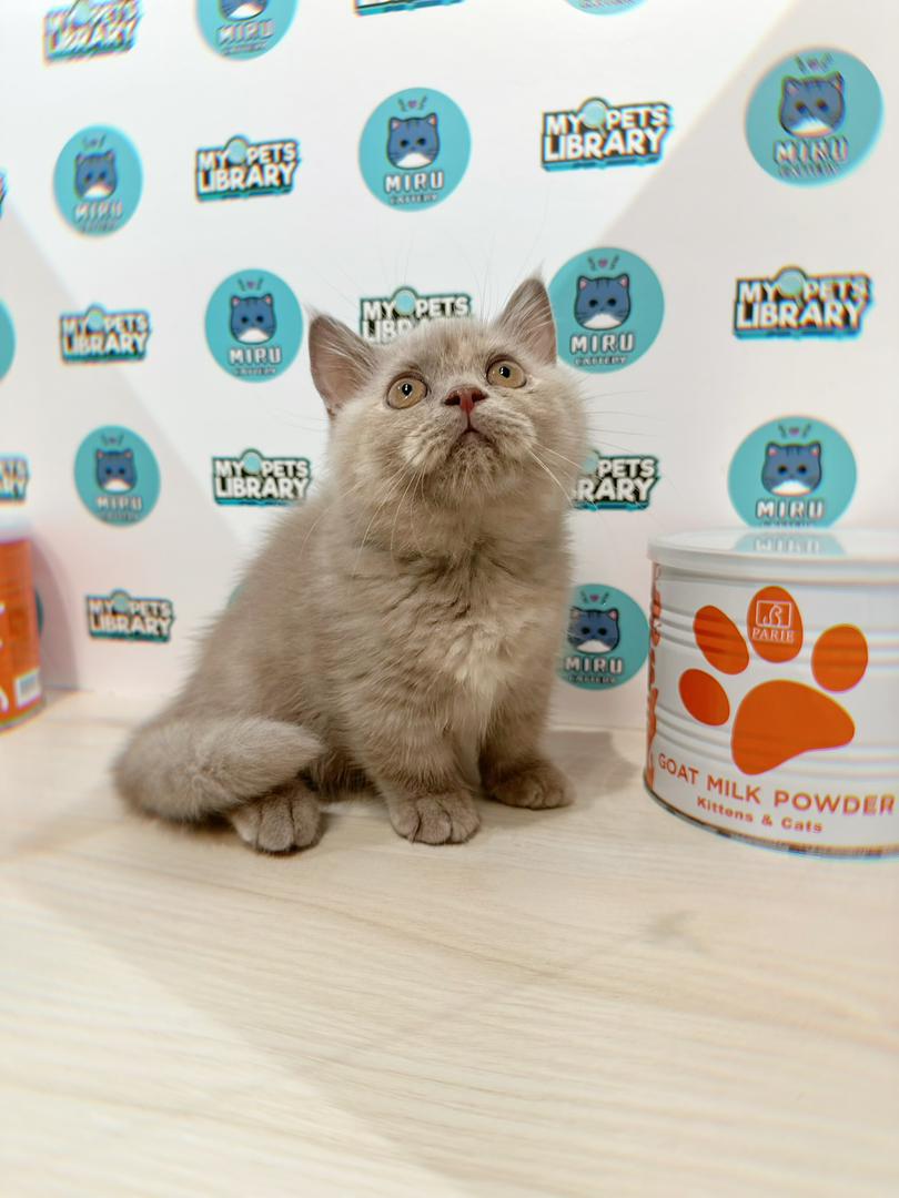 Super Short Munchkin British Shorthair Kitten