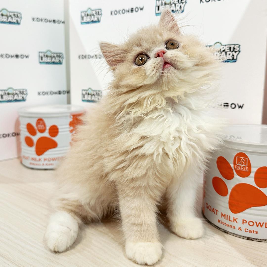 Persian Kitten