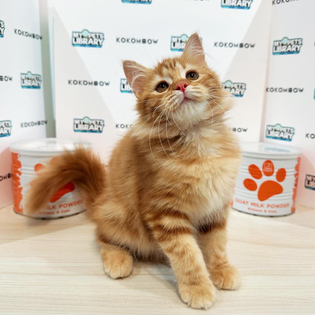 Maine Coon Persian Kitten