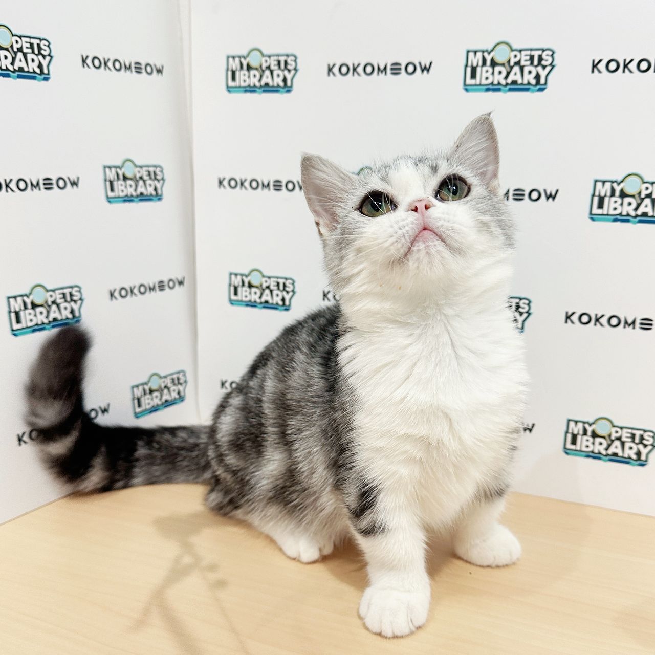 Super Short Munchkin American Shorthair Kitten