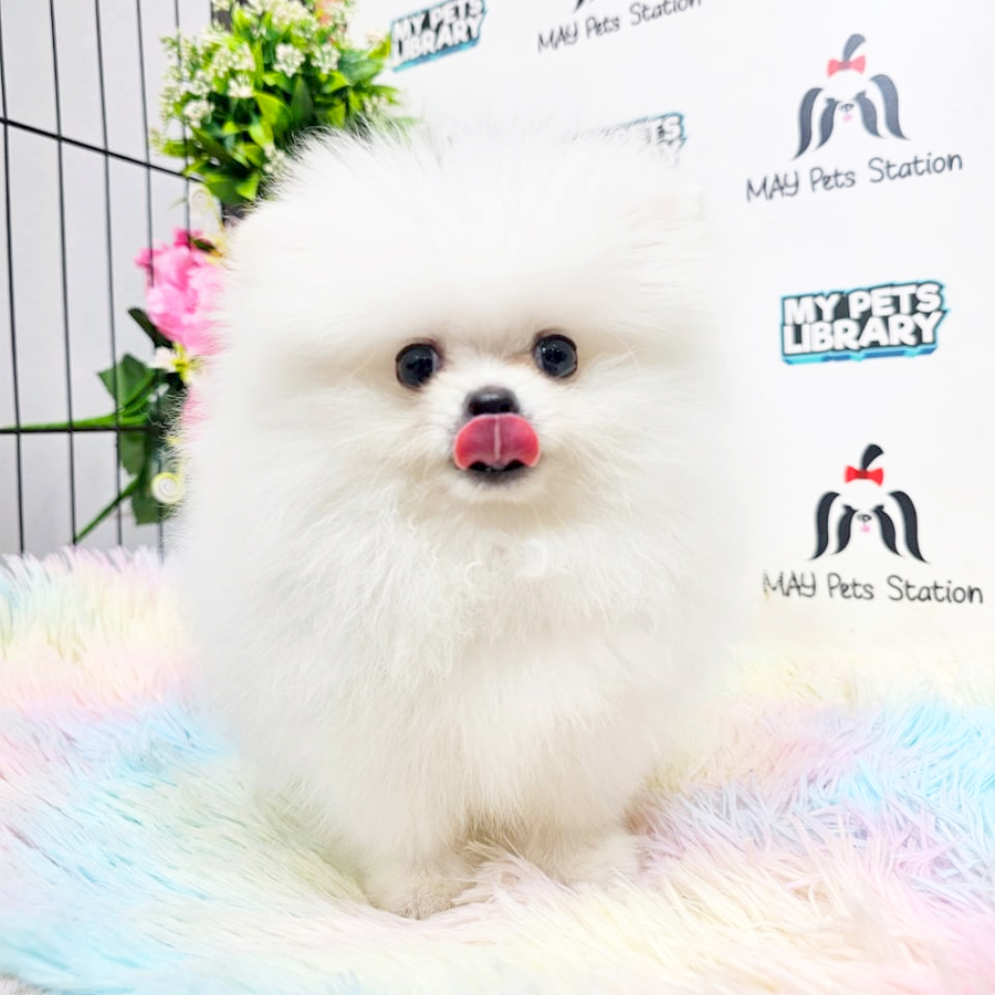 Pomeranian Puppy