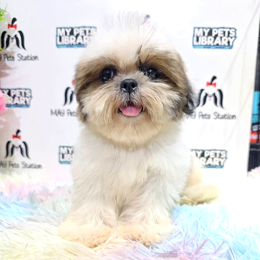 Shih Tzu Puppy