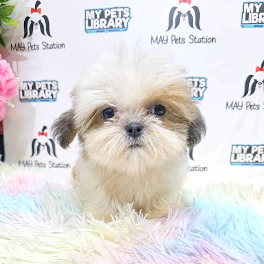 Shih Tzu Puppy