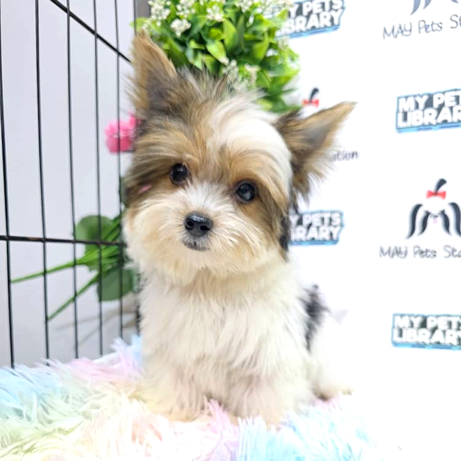 Yorkshire Terrier Puppy