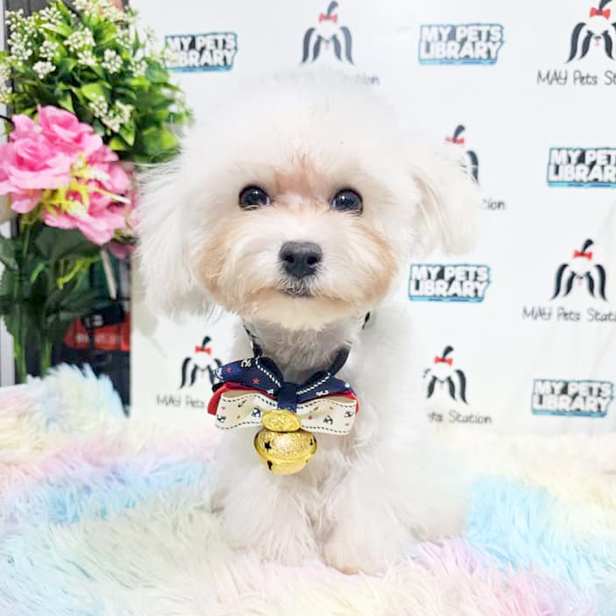 Poochon Puppy
