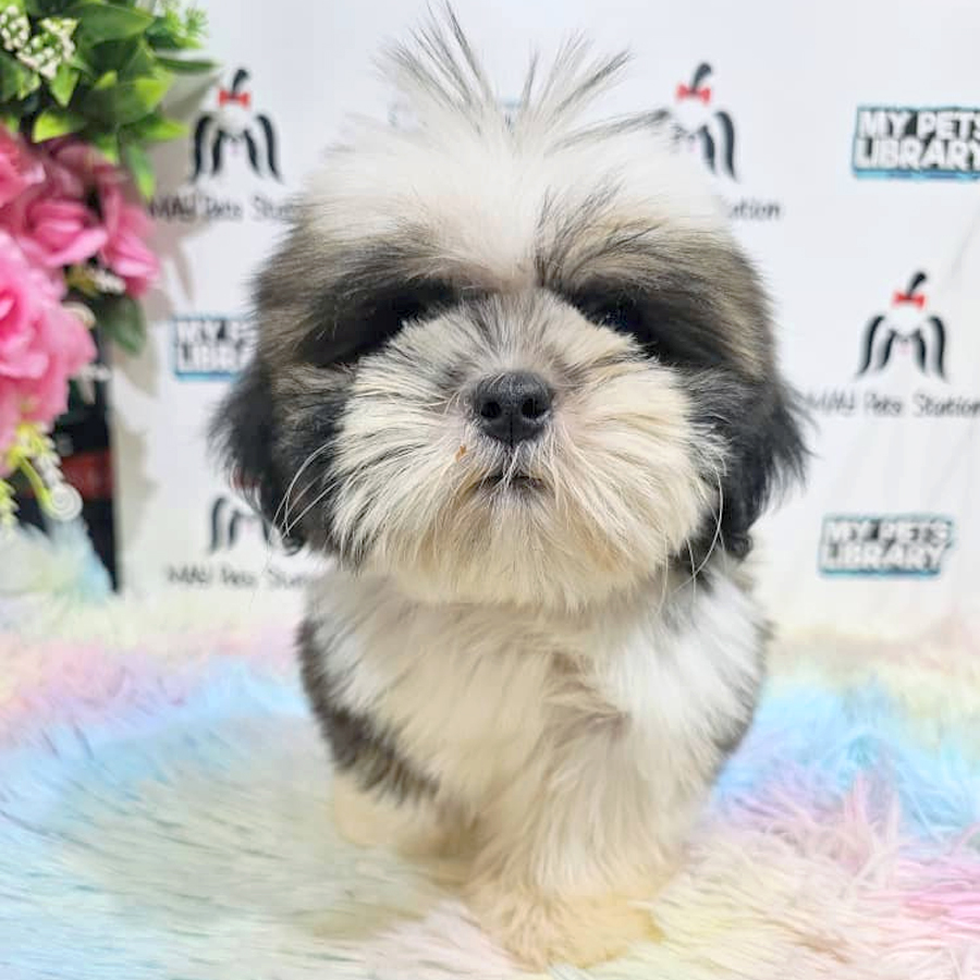 Shih Tzu Puppy