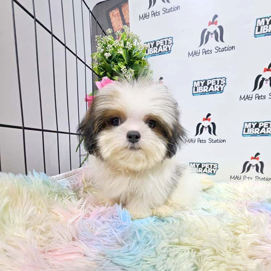 Shih Tzu Puppy