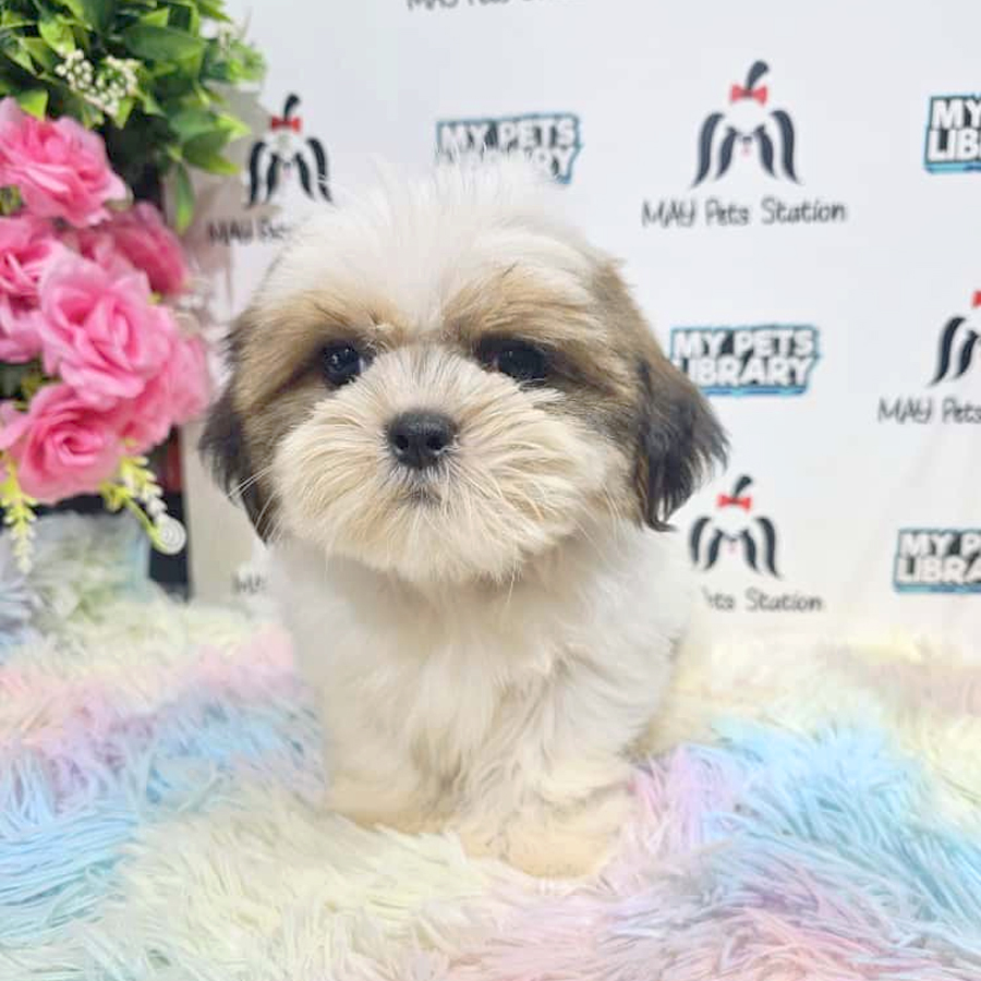 Shih Tzu Puppy