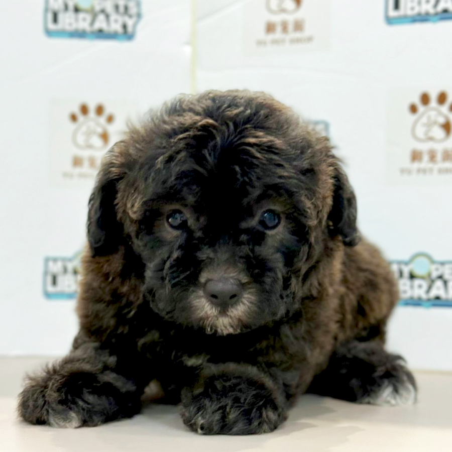 Toy Poodle Puppy