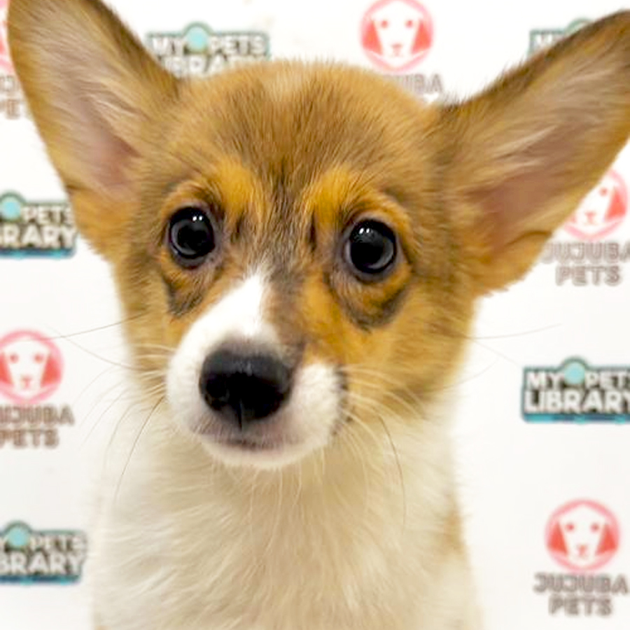 Welsh Corgi Puppy