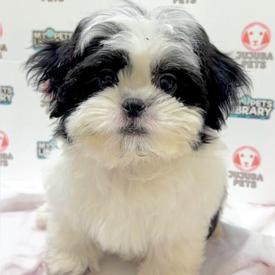 Shih Tzu Puppy