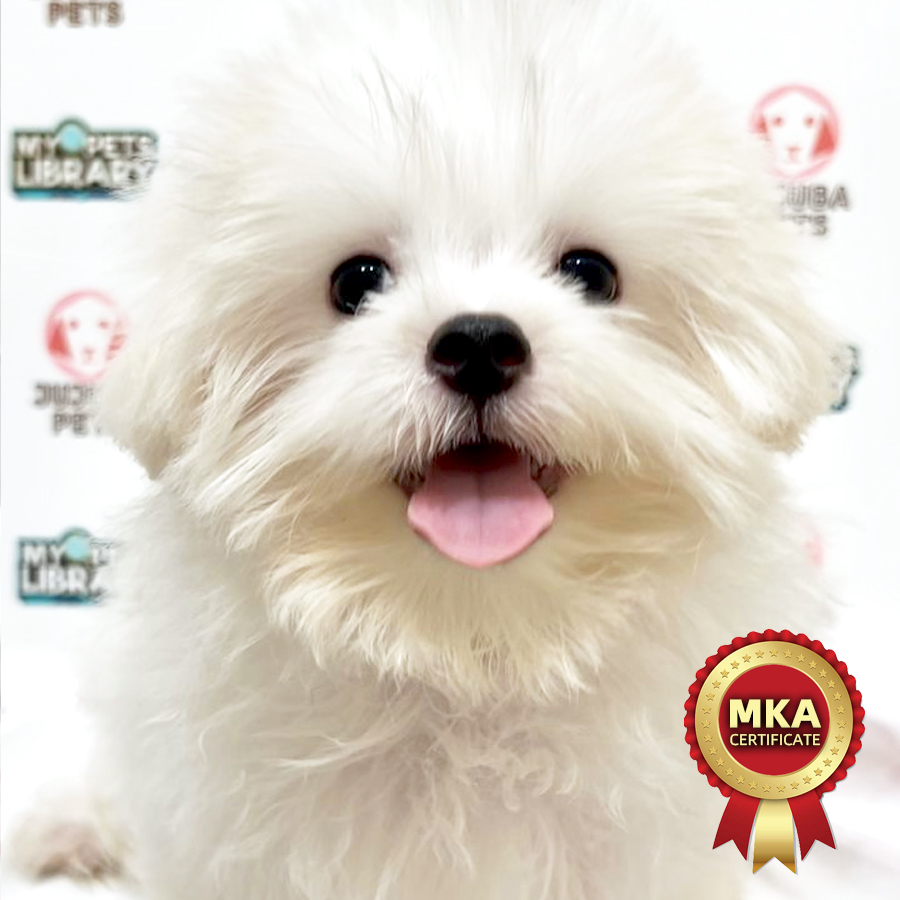 MKA Maltese Puppy