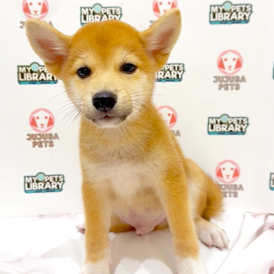 Shiba Inu Puppy