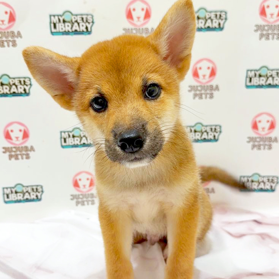 Shiba Inu Puppy