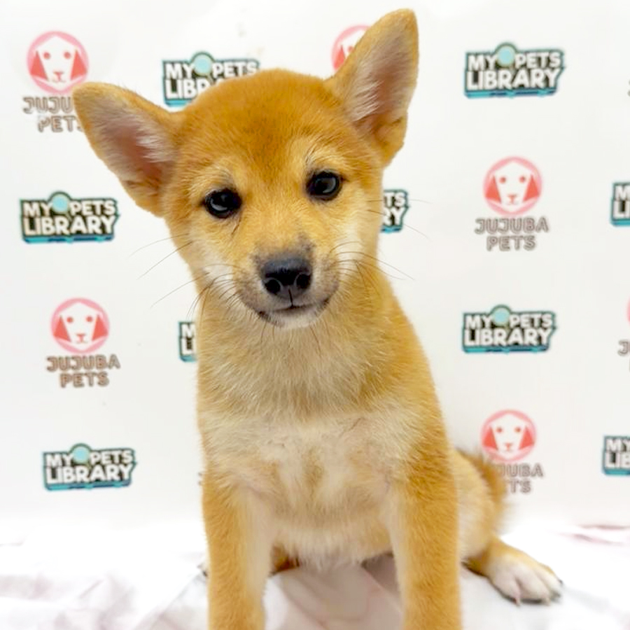 Shiba Inu Puppy